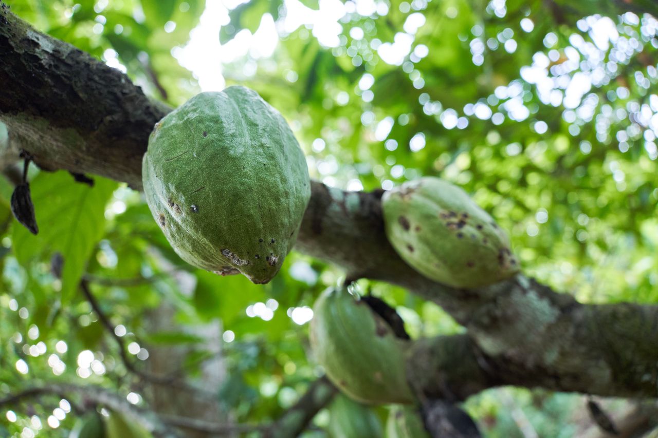 Cultures pérennes de café et cacao en Guinée Forestière