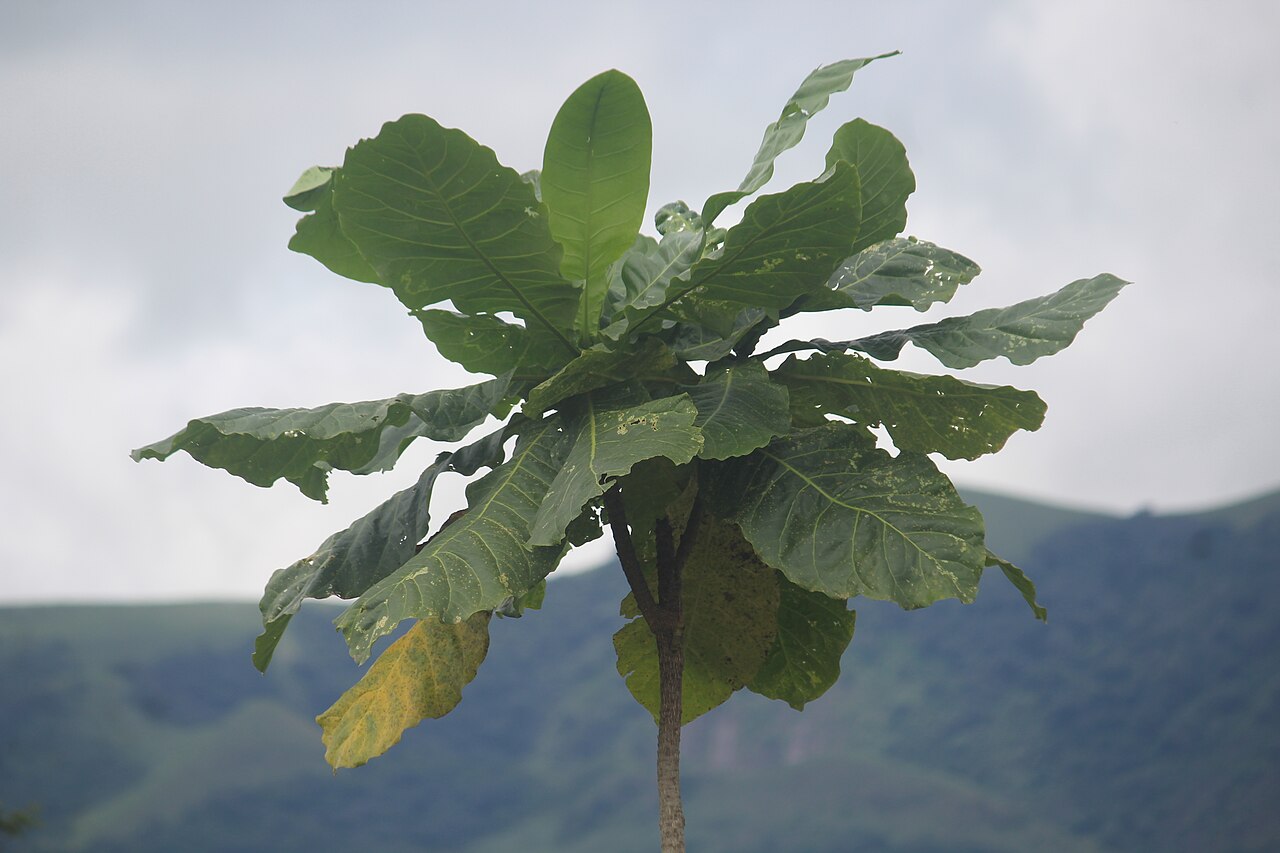 Réserve Naturelle Intégrale du Mont Nimba